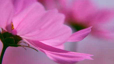 Delicate Pink Blossoms Over Soft Background wallpaper