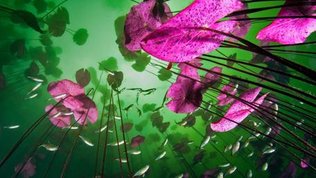Underwater Pink Lily Paradise wallpaper
