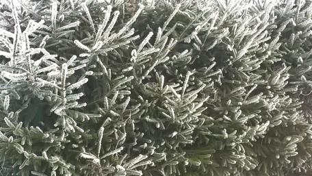 Frosty Evergreen Wonderland wallpaper