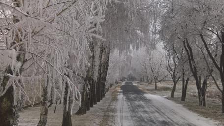 Winter Wonderland Pathway Amidst Frosty Trees wallpaper