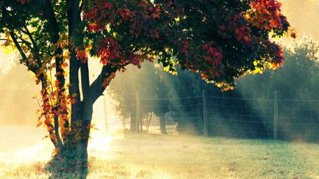 Autumn Serenity in Nature's Embrace wallpaper