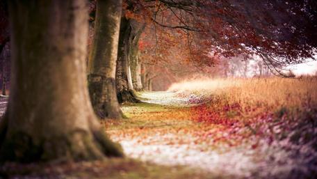 Autumn Serenity in Nature's Embrace wallpaper