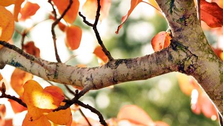 Autumn Branch Beauty in Nature wallpaper