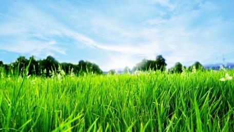 Lush Green Grass Under a Bright Sky wallpaper