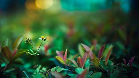 Whispers of Nature in a Lush Garden wallpaper