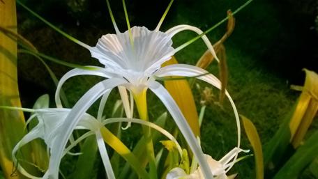 Elegant Grace of White Floral Beauty wallpaper