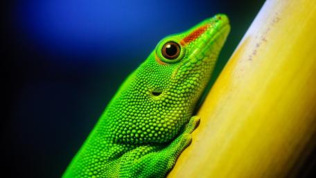 Vibrant Green Lizard in Natural Habitat wallpaper