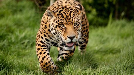 Stalking Leopard in Lush Greenery wallpaper