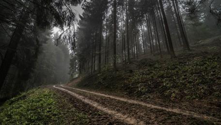 Mystical Forest Pathway Adventure Awaits wallpaper