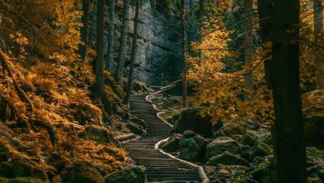 Serene Forest Trail Leading Upward wallpaper