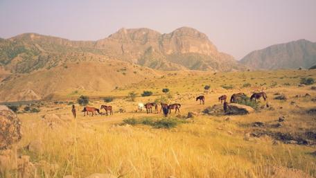 Majestic Horses Roaming the Meadow's Edge wallpaper