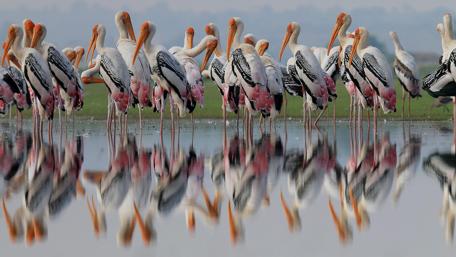 Birds in Harmony with Nature's Mirror wallpaper