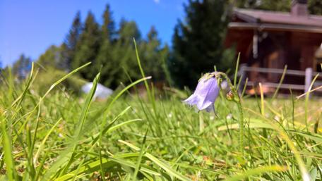 Delicate Alpine Flower Under Clear Blue Skies wallpaper