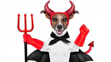 Devilish Doggy Delight wallpaper