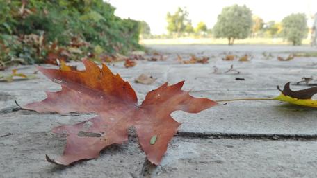 Autumn Leaves on Cobblestone Pathway wallpaper