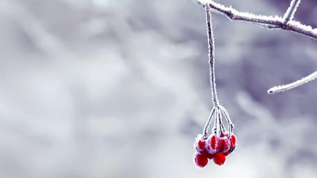 Winter's Embrace on Nature's Fruitful Boughs wallpaper
