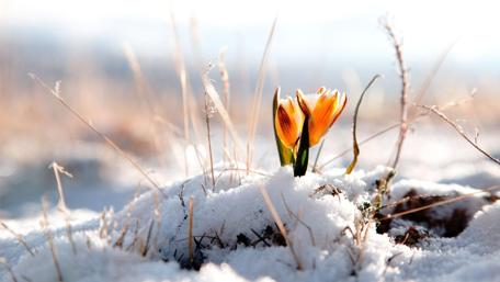 Snowy Bloom - A Crocus Defies Winter wallpaper