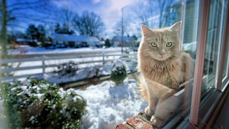 Curious Cat by the Window wallpaper