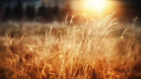 Golden Fields Under Sunlight Glow wallpaper