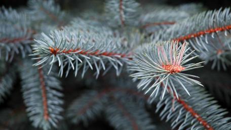 Serene Pine Branch Close-Up Wallpaper wallpaper