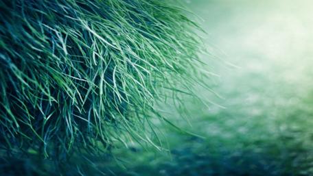 Lush Green Grass Close-Up Wallpaper wallpaper