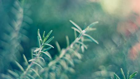 Serene Greenery in Nature's Embrace wallpaper