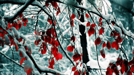Crimson Leaves in Winter's Embrace wallpaper