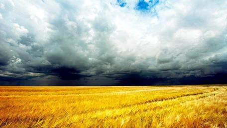 Golden Wheat Field Under Dramatic Cloudy Sky wallpaper