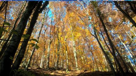Vibrant Autumn Canopy of Colors wallpaper