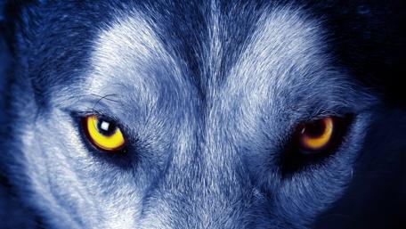 Intense Gaze of the Wild Wolf wallpaper