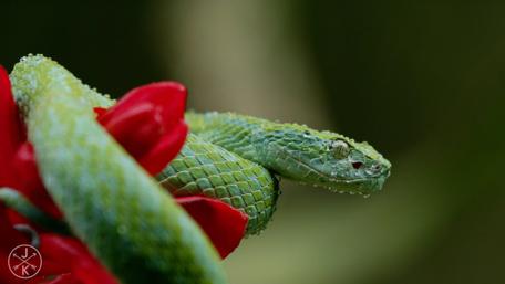 Emerald Green Snake on Vibrant Flowers wallpaper