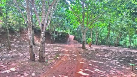 Serene Forest Pathway in Nature's Embrace wallpaper