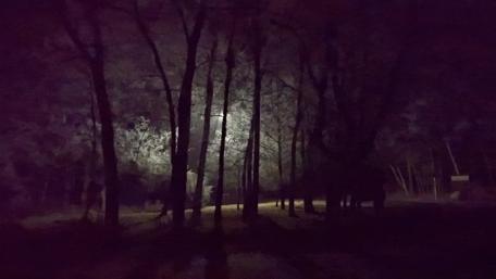 Mysterious Moonlit Forest Scene wallpaper