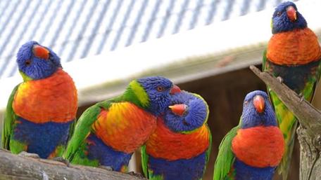 Colorful Parrots Perched Together in Harmony wallpaper