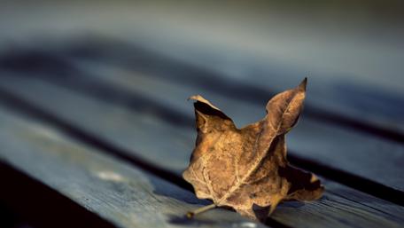 Autumn Serenity with a Leaf on a Seat wallpaper