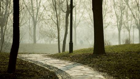Serene Winter Park Pathway Amidst Trees and Smoke wallpaper