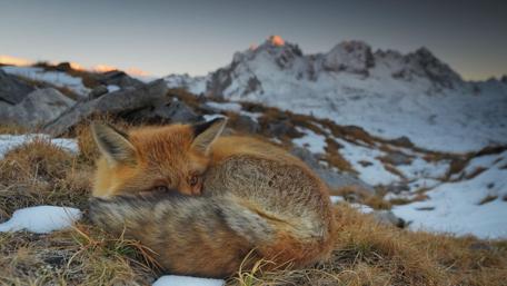 Little Fox in Winter Wonderland wallpaper