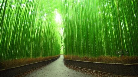 Pathway through a Majestic Bamboo Forest in 4K wallpaper