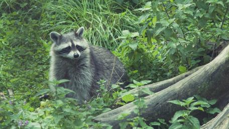 Charming Raccoon in Lush Forest Setting wallpaper