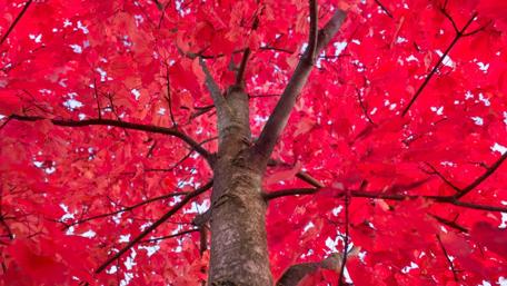 Vibrant Red Canopy Above Us wallpaper