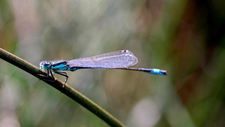 Elegant Dragonfly Perched on Branches wallpaper