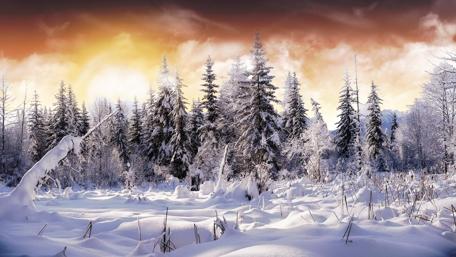 Winter Sunrise Over Snowy Pines wallpaper