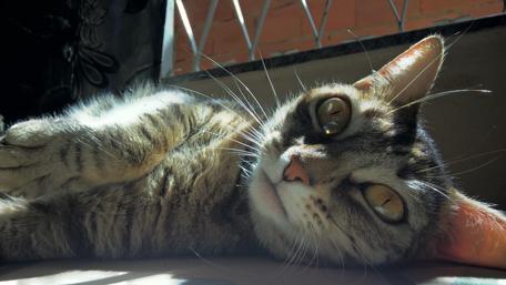 Charming Cat Relaxing in Sunlight wallpaper