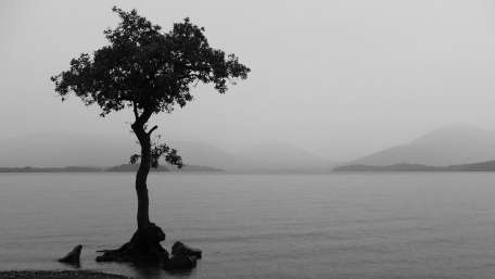 Solitary Tree by the Water's Edge wallpaper