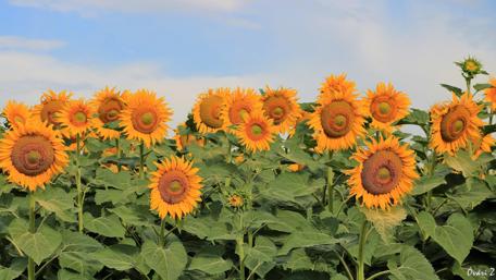 Vibrant Sunflower Field Under Blue Sky wallpaper