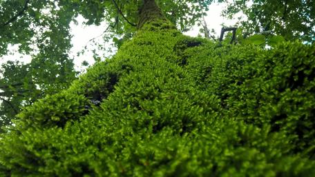 Lush Green Forest Serenity wallpaper