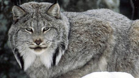Canadian Lynx in its Winter Coat wallpaper