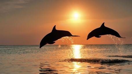 Joyful Dolphins at Sunset wallpaper