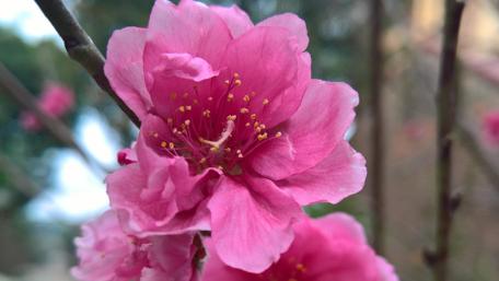 Vibrant Pink Blossoms in Springtime Beauty wallpaper