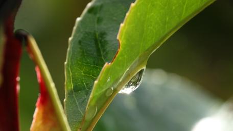 Refreshing Waterdrop on Green Leaf Wallpaper wallpaper
